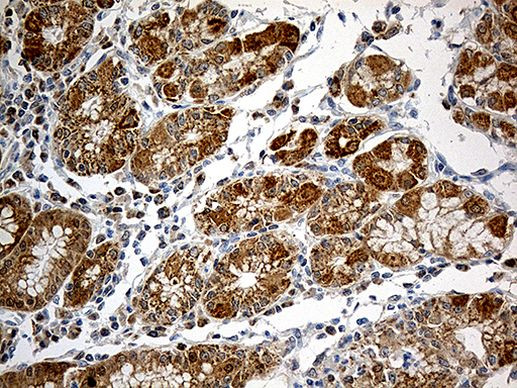 CHCHD10 Antibody in Immunohistochemistry (Paraffin) (IHC (P))