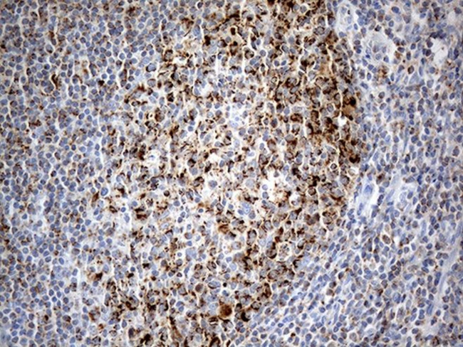 CHCHD10 Antibody in Immunohistochemistry (Paraffin) (IHC (P))