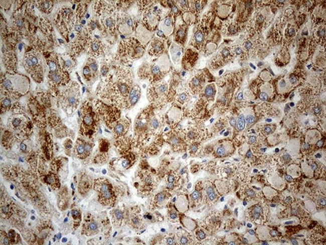 CHCHD10 Antibody in Immunohistochemistry (Paraffin) (IHC (P))