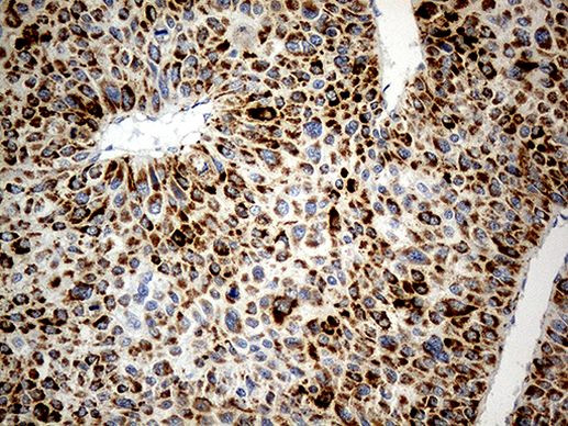 CHCHD10 Antibody in Immunohistochemistry (Paraffin) (IHC (P))