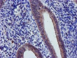 CHCHD5 Antibody in Immunohistochemistry (Paraffin) (IHC (P))