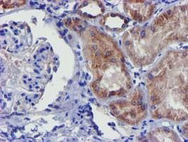 CHCHD5 Antibody in Immunohistochemistry (Paraffin) (IHC (P))