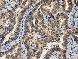 CHCHD5 Antibody in Immunohistochemistry (Paraffin) (IHC (P))