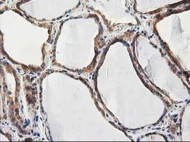 CHCHD5 Antibody in Immunohistochemistry (Paraffin) (IHC (P))