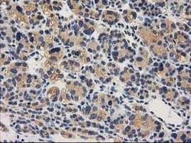 CHCHD5 Antibody in Immunohistochemistry (Paraffin) (IHC (P))