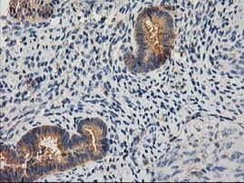 CHCHD5 Antibody in Immunohistochemistry (Paraffin) (IHC (P))