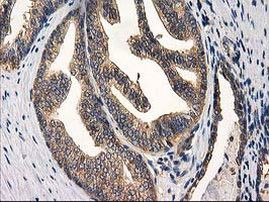 CHCHD5 Antibody in Immunohistochemistry (Paraffin) (IHC (P))