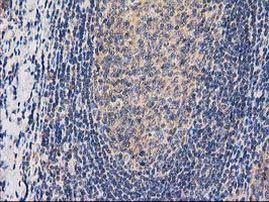 CHCHD5 Antibody in Immunohistochemistry (Paraffin) (IHC (P))