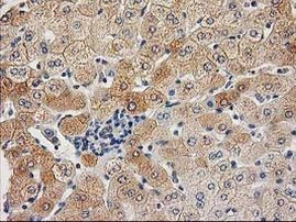 CHCHD5 Antibody in Immunohistochemistry (Paraffin) (IHC (P))