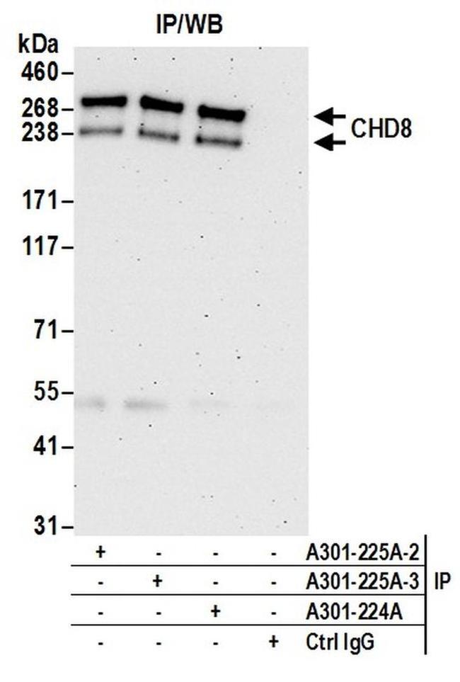 CHD8 Antibody in Western Blot (WB)