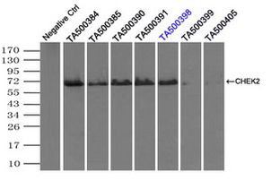 CHEK2 Antibody in Immunoprecipitation (IP)