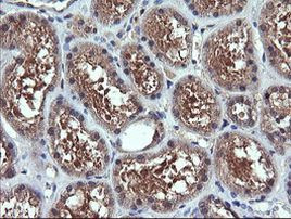 CHGA Antibody in Immunohistochemistry (Paraffin) (IHC (P))