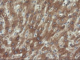 CHGA Antibody in Immunohistochemistry (Paraffin) (IHC (P))