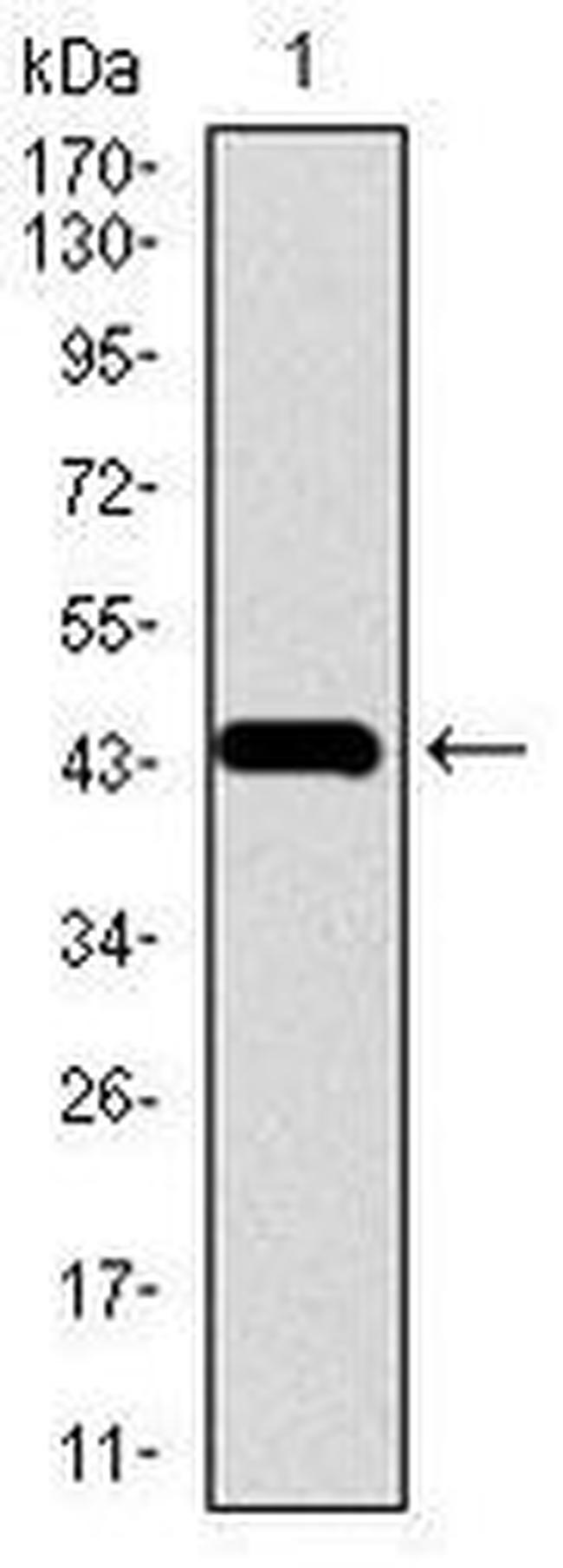 Chromogranin A Antibody in Western Blot (WB)