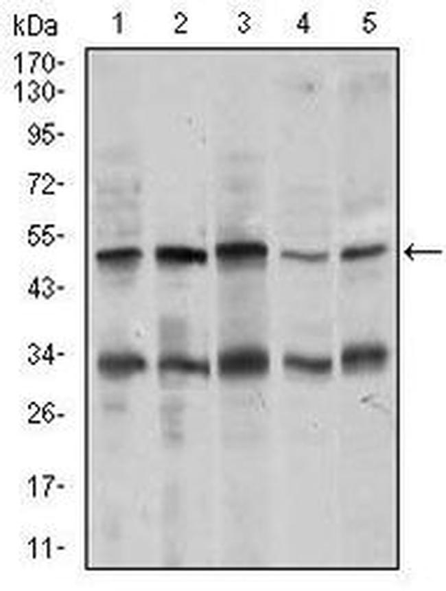 Chromogranin A Antibody in Western Blot (WB)