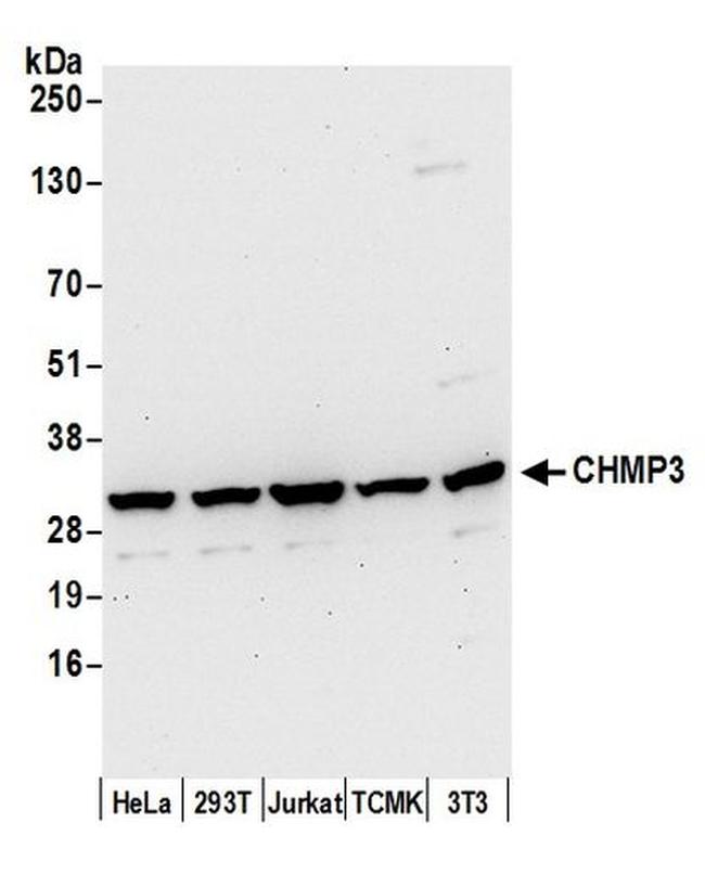 CHMP3 Antibody in Western Blot (WB)