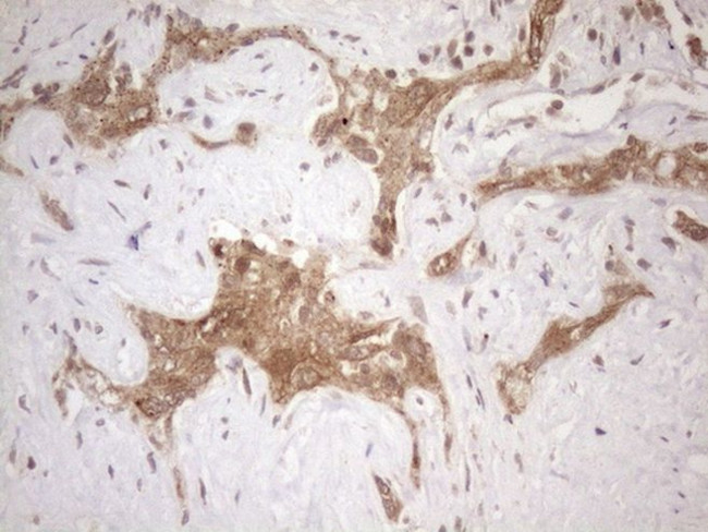 CHMP5 Antibody in Immunohistochemistry (Paraffin) (IHC (P))