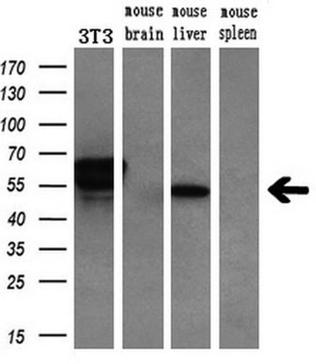 CHN1 Antibody in Western Blot (WB)