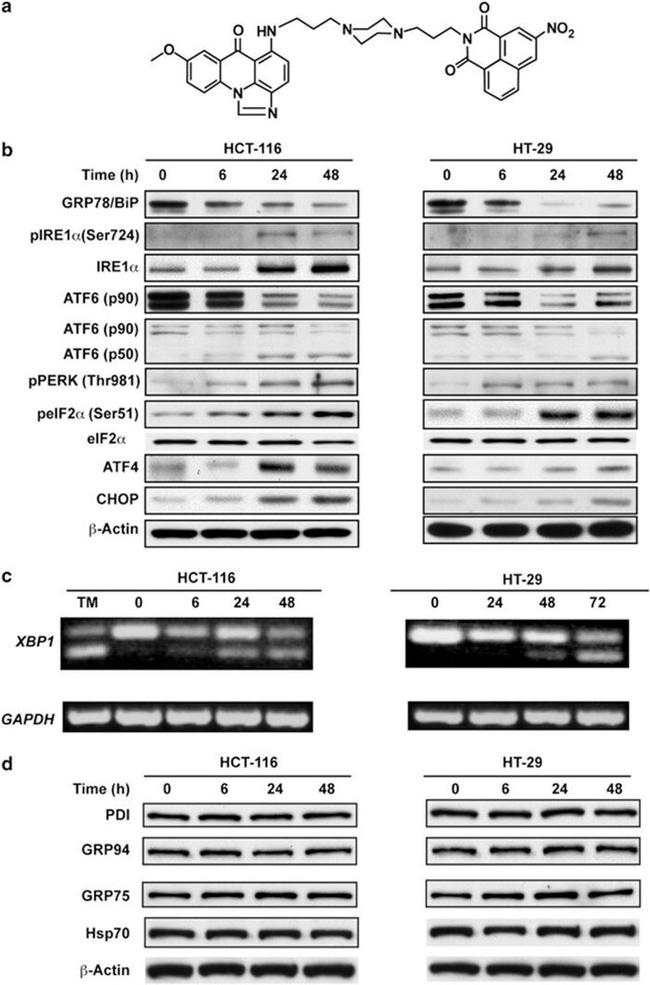 CHOP Antibody in Western Blot (WB)