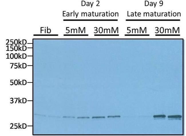 CHOP Antibody in Western Blot (WB)