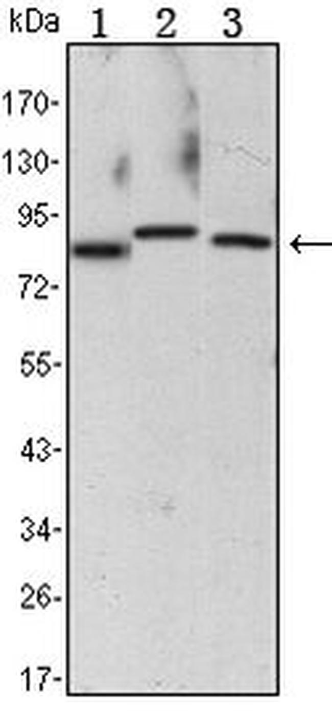 IKK alpha Antibody in Western Blot (WB)