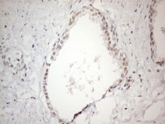 CIAPIN1 Antibody in Immunohistochemistry (Paraffin) (IHC (P))