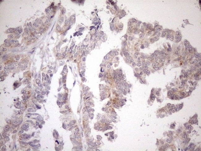 CIAPIN1 Antibody in Immunohistochemistry (Paraffin) (IHC (P))