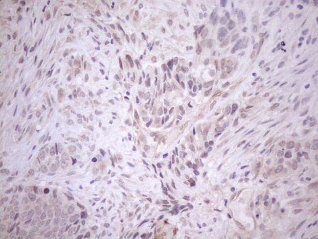 CIAPIN1 Antibody in Immunohistochemistry (Paraffin) (IHC (P))