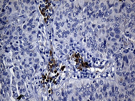 CISD2 Antibody in Immunohistochemistry (Paraffin) (IHC (P))