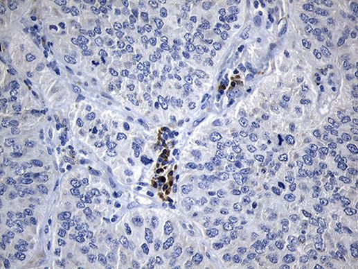 CISD2 Antibody in Immunohistochemistry (Paraffin) (IHC (P))