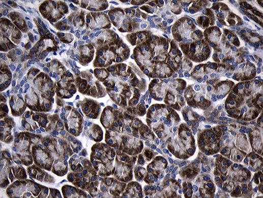 CISD2 Antibody in Immunohistochemistry (Paraffin) (IHC (P))