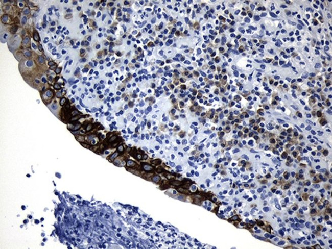 CISD2 Antibody in Immunohistochemistry (Paraffin) (IHC (P))