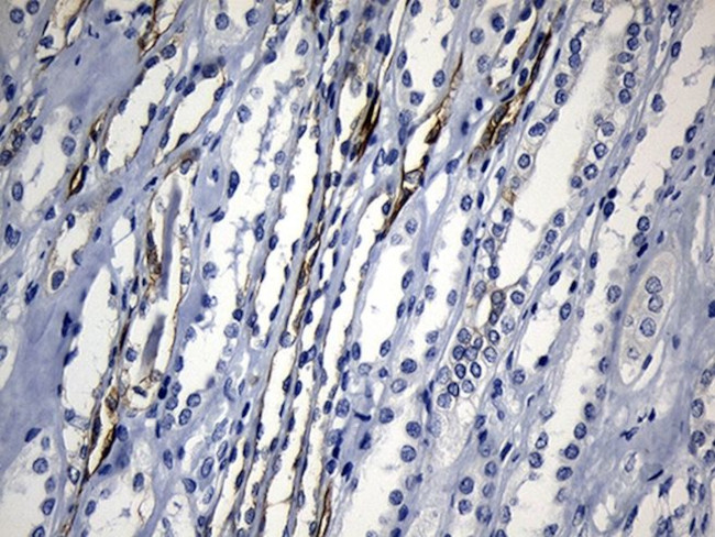 CISD2 Antibody in Immunohistochemistry (Paraffin) (IHC (P))