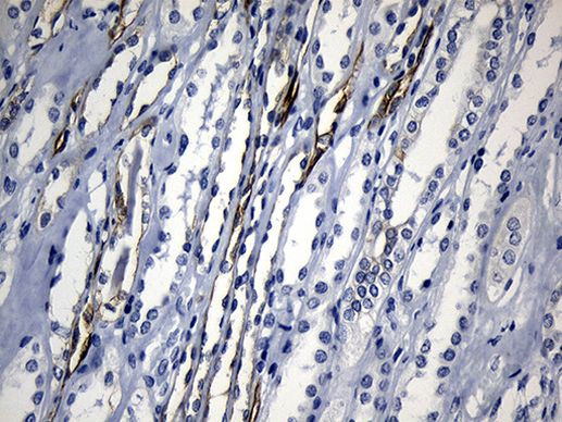 CISD2 Antibody in Immunohistochemistry (Paraffin) (IHC (P))