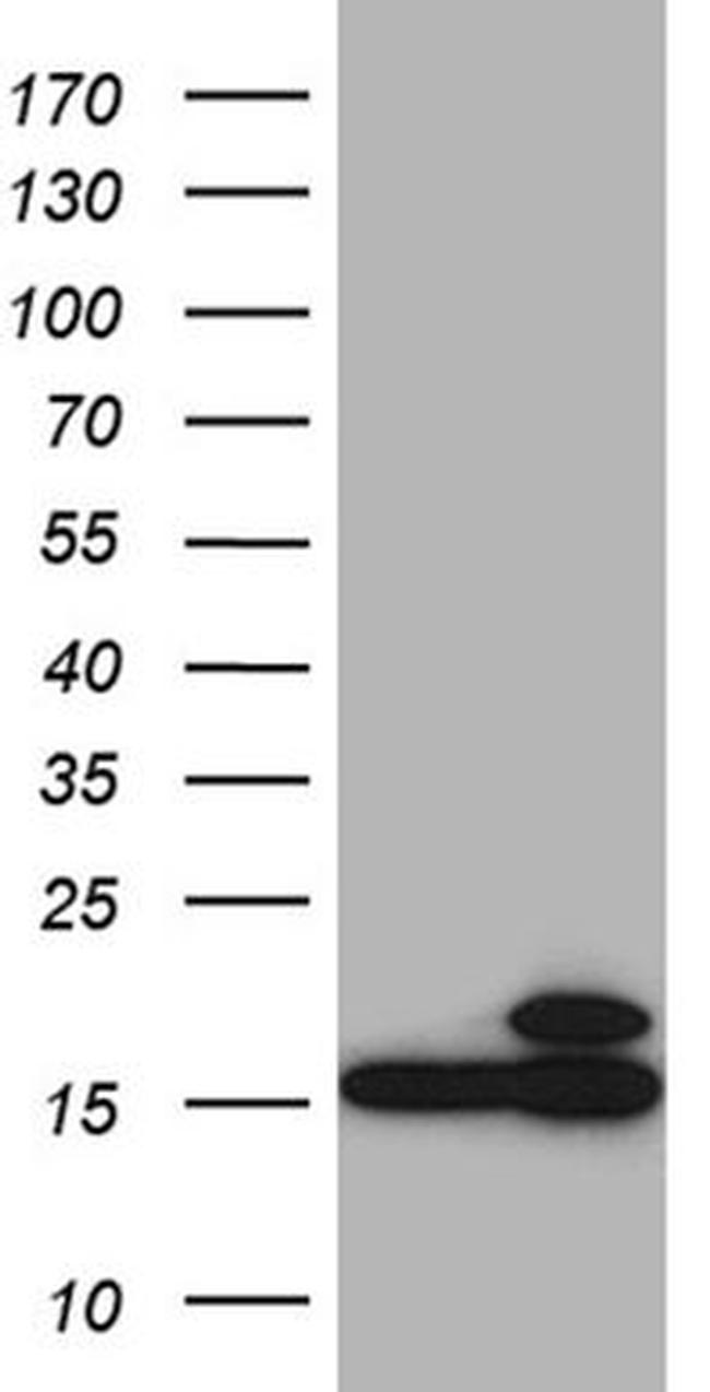 CISD2 Antibody in Western Blot (WB)