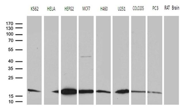 CISD2 Antibody in Western Blot (WB)