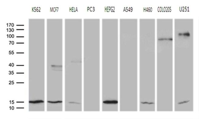 CISD2 Antibody in Western Blot (WB)