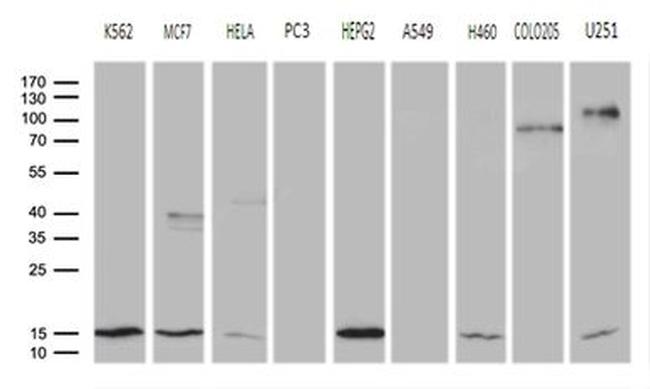 CISD2 Antibody in Western Blot (WB)