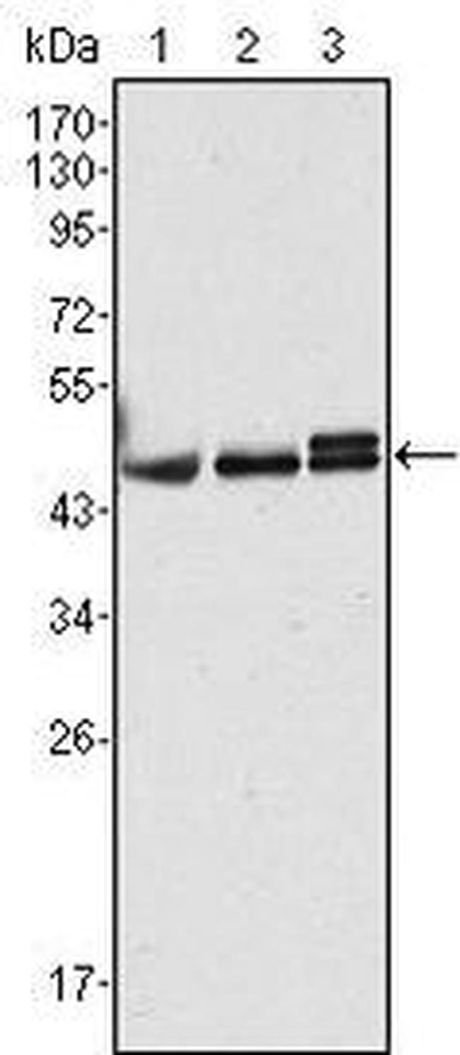 Cytokeratin 17 Antibody in Western Blot (WB)