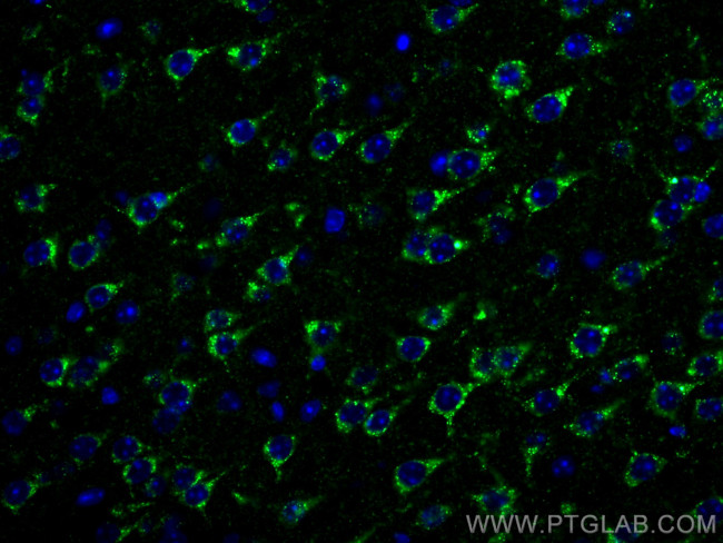 Sortilin Antibody in Immunohistochemistry (PFA fixed) (IHC (PFA))