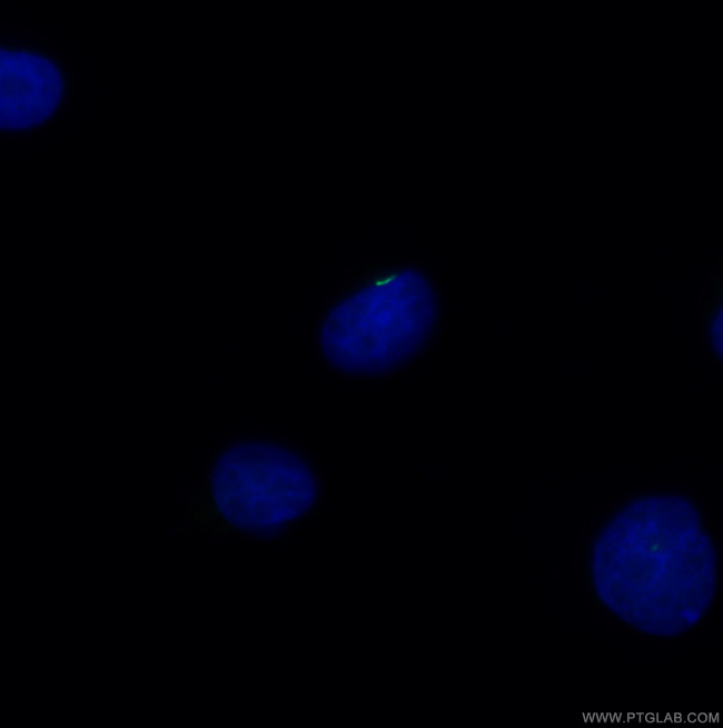 ARL13B Antibody in Immunocytochemistry (ICC/IF)