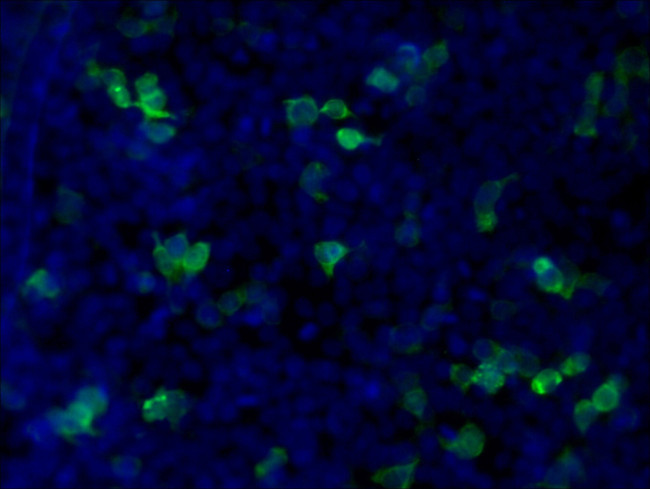 MYC tag Antibody in Immunocytochemistry (ICC/IF)