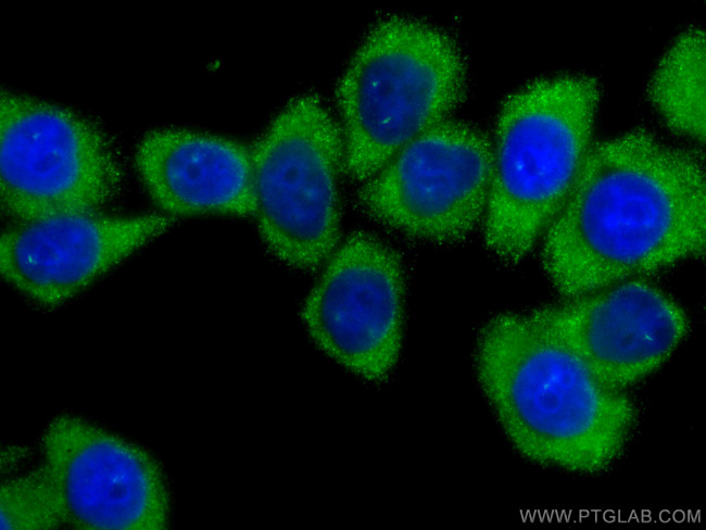 PLOD3 Antibody in Immunocytochemistry (ICC/IF)