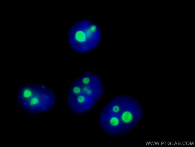 B23/NPM1 Antibody in Immunocytochemistry (ICC/IF)