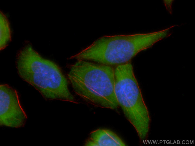 STAT3 Antibody in Immunocytochemistry (ICC/IF)