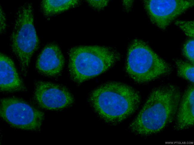 STAT3 Antibody in Immunocytochemistry (ICC/IF)