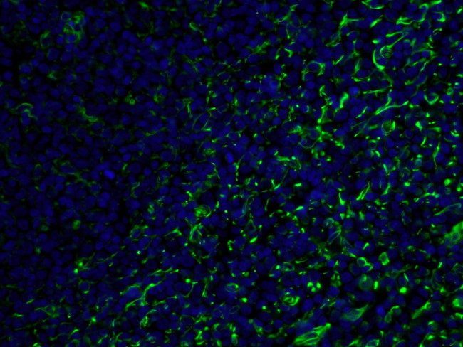 Vimentin Antibody in Immunohistochemistry (PFA fixed) (IHC (PFA))