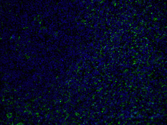 Vimentin Antibody in Immunohistochemistry (PFA fixed) (IHC (PFA))