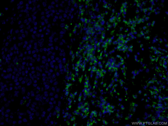 CD3 gamma Antibody in Immunohistochemistry (PFA fixed) (IHC (PFA))