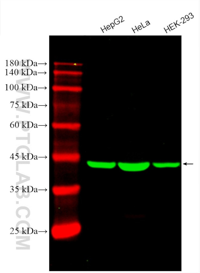 beta Actin Antibody in Western Blot (WB)